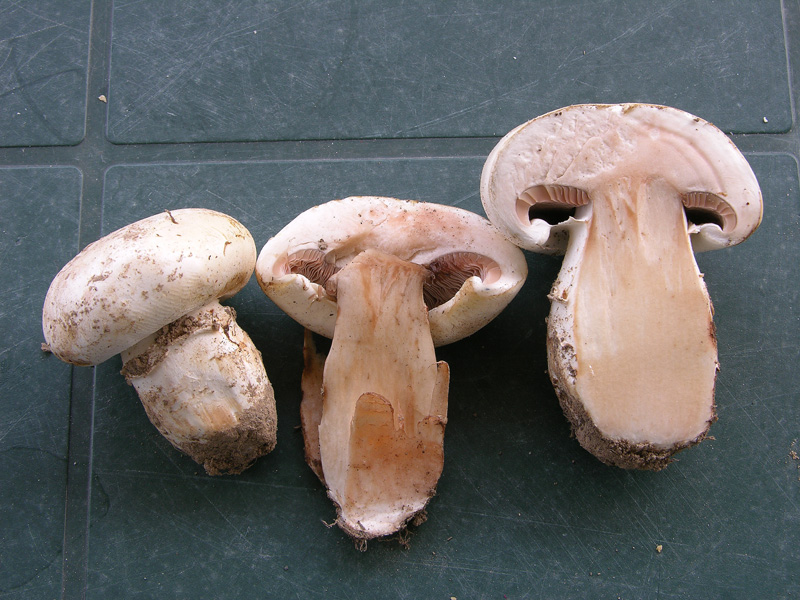 Agaricus campestris da confermare.